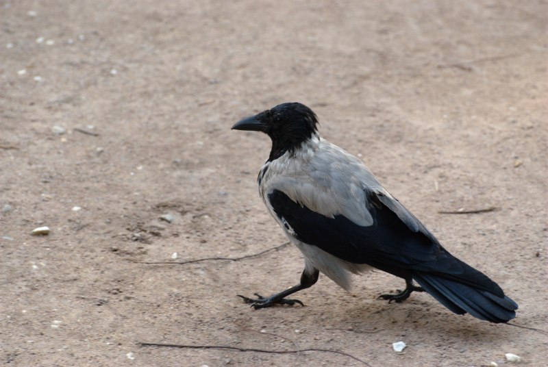 Corvus brachyrhynchos