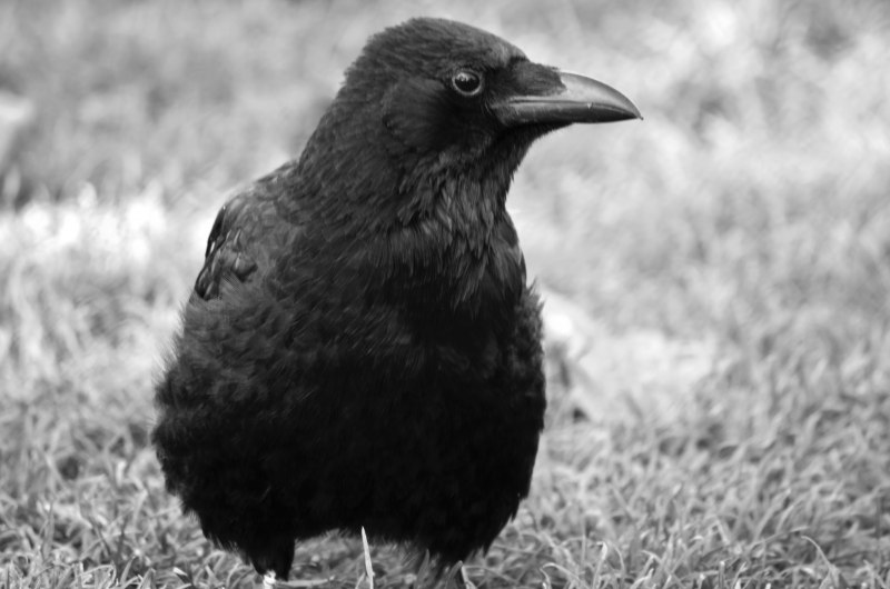 Гигантский ворон Corvus fuscicapillus