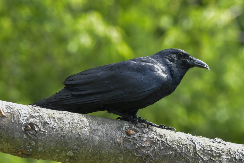 Corvus brachyrhynchos