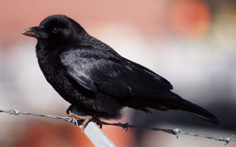 Croatian Raven vs Srbian Bird