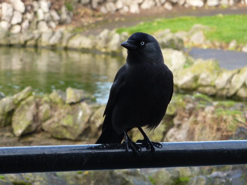Corvid
