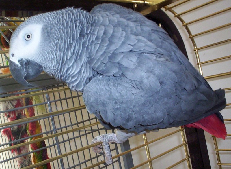 Королевский жако