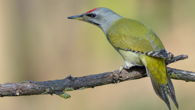 Picus viridis (зеленый дятел)