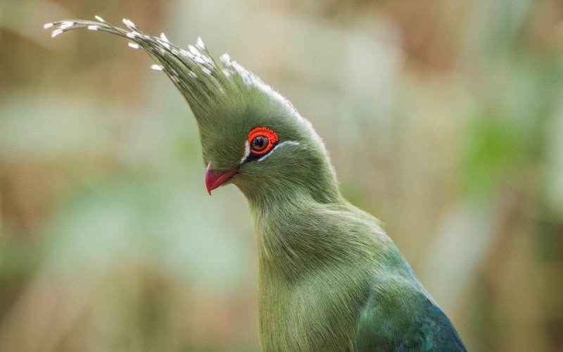Parakeet 'Peter'