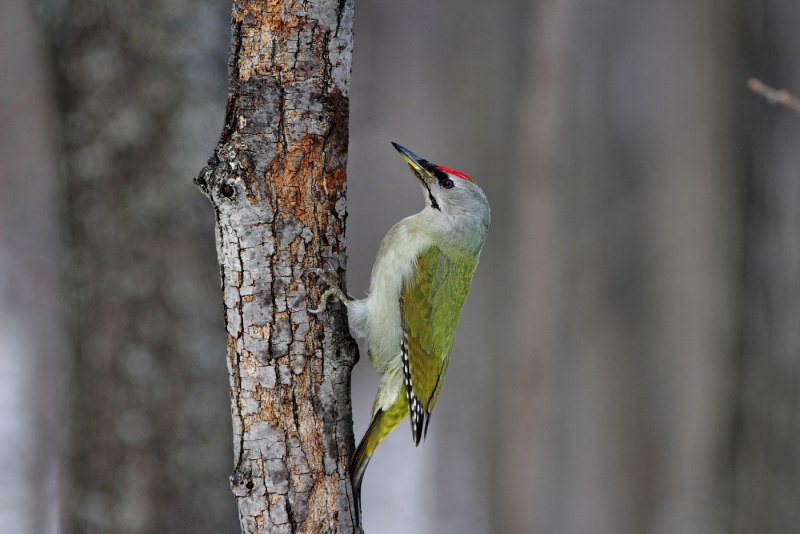Зеленый дятел -Picus viridis Linnaeus (1758)