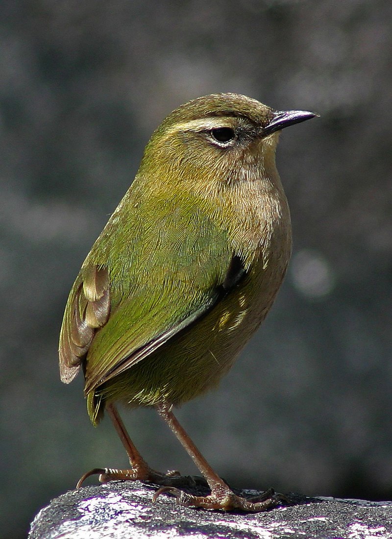 Honeycreeper