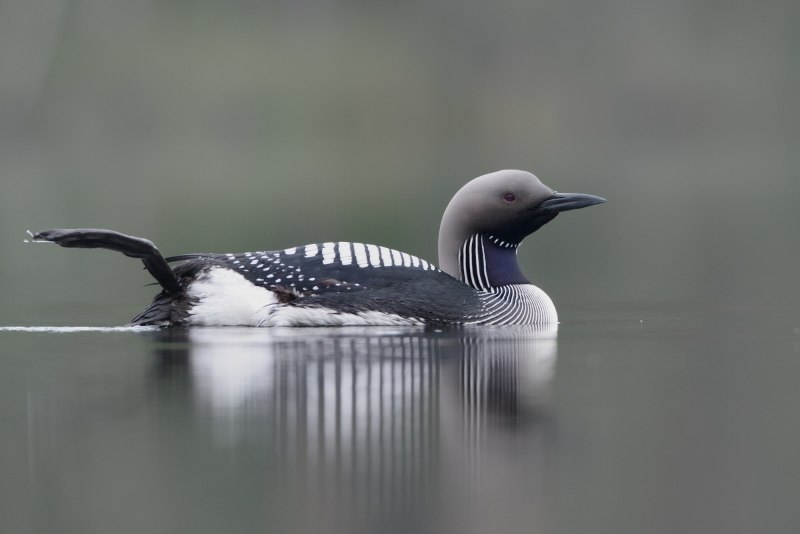 Гагара чернозобая (Gavia Arctica)
