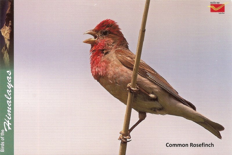 Большая чечевица (Carpodacus rubicilla)