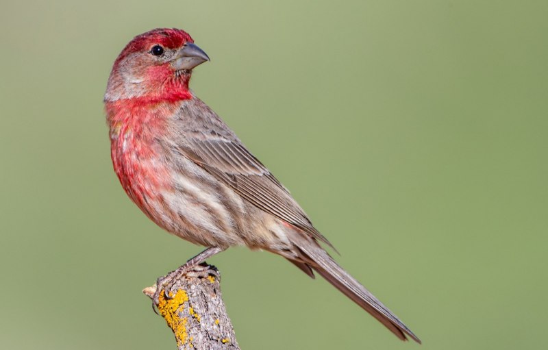 Большая чечевица (Carpodacus rubicilla)
