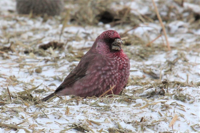 Большая чечевица (Carpodacus rubicilla)