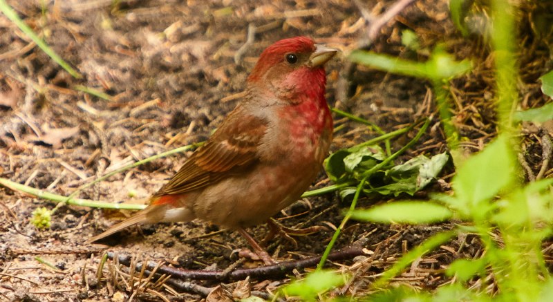 Сибирская чечевица Carpodacus roseus