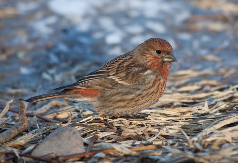 Carpodacus erythrinus