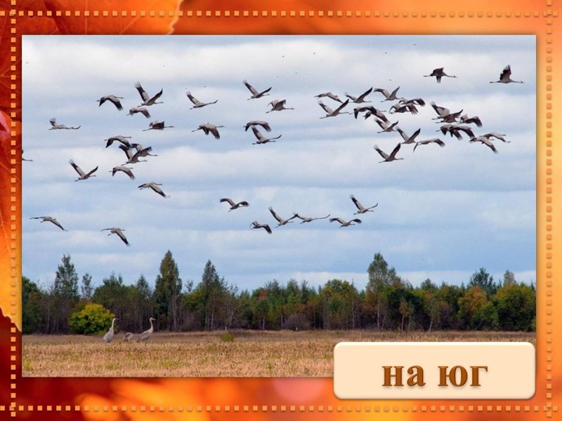 Перелетные птицы улетают на Юг