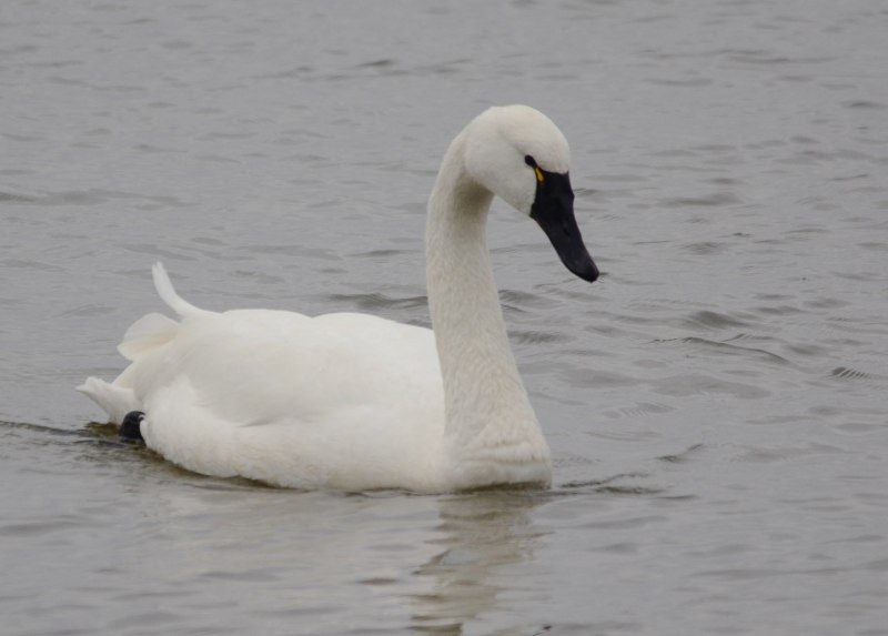 Barwick’s Swan
