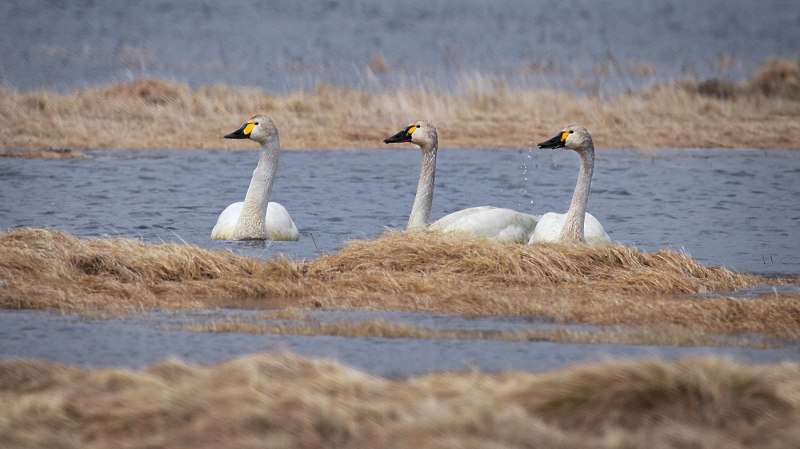 Cygnus bewickii