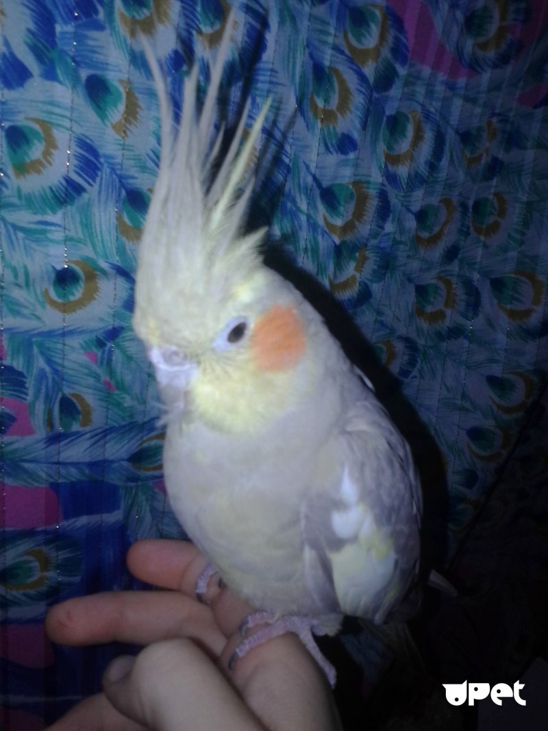 Корела Джой