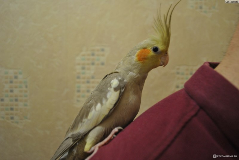 Корелла мраморный