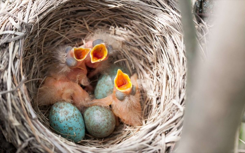 Яйца дрозда в гнезде (44 фото)