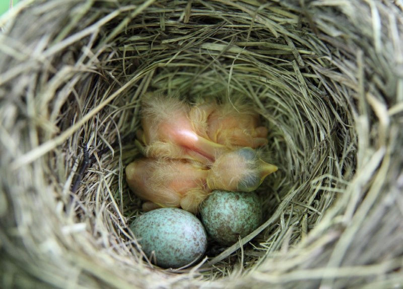 Turdus Merula яйца