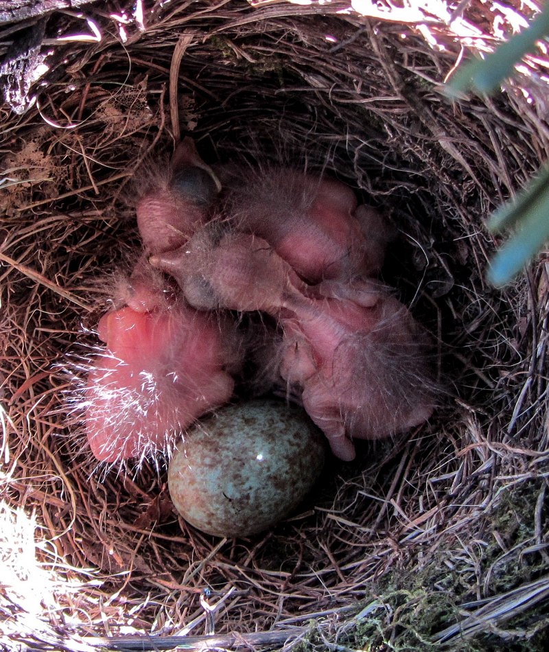 Как выглядят яйца дрозда фото в гнезде