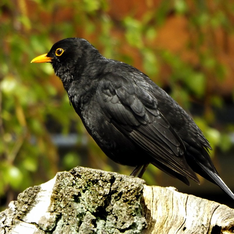 Amazing Jackdaw facts