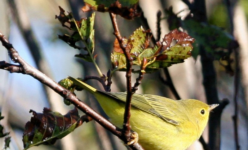 Жёлтая древесница (Dendroica petechia)