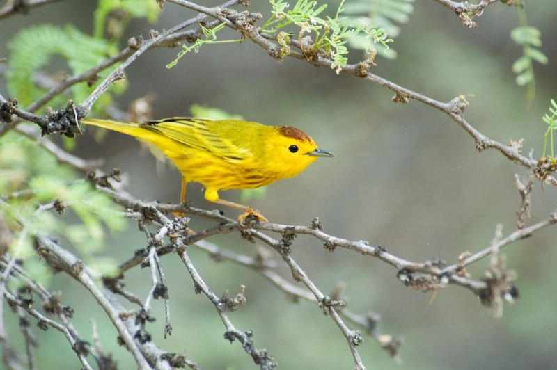 Yellow Warbler птица