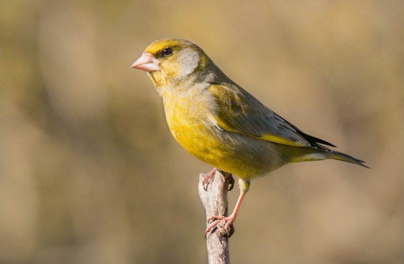 Pink-headed Warbler