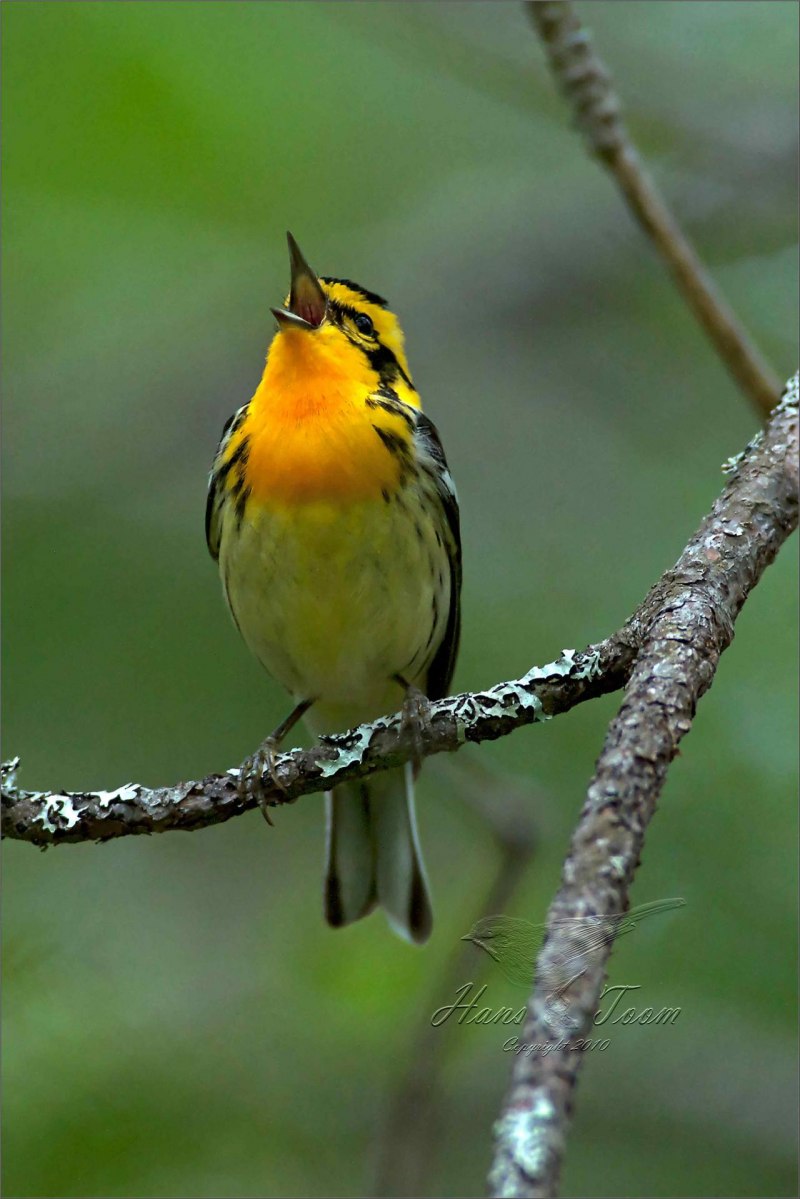 Yellow Warbler птица