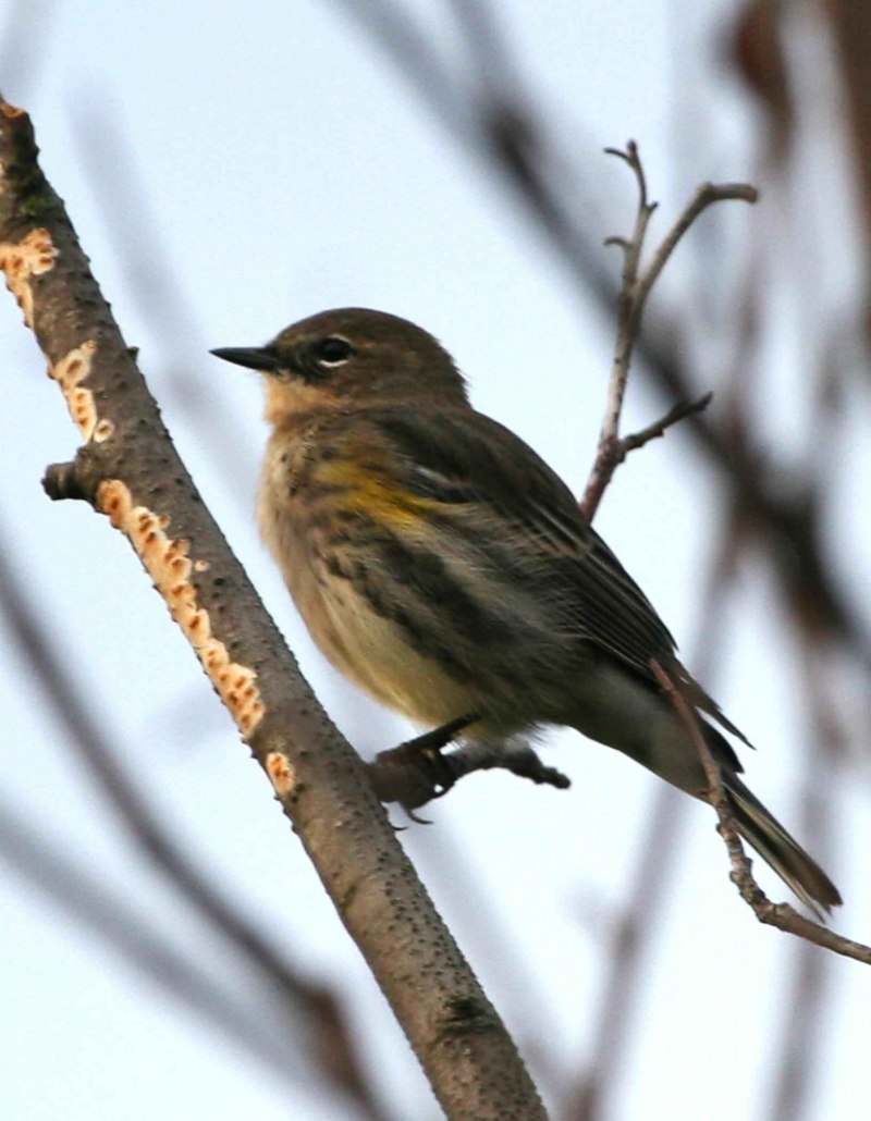 Птица Yellow Rumped Warbler