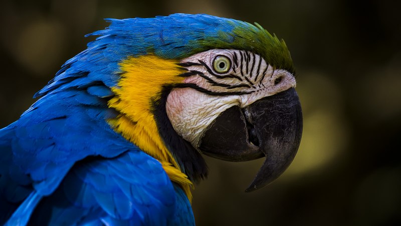 Blue Macaw попугай