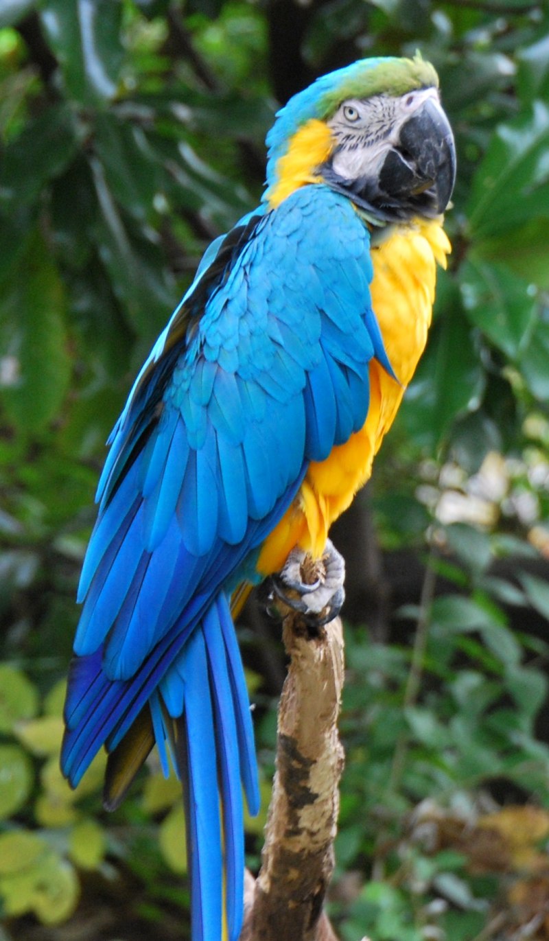 Попугай Macaw