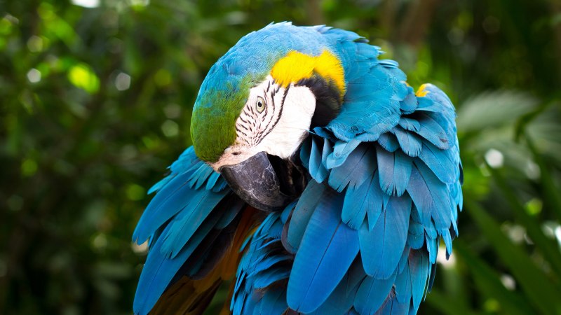 Blue Macaw попугай
