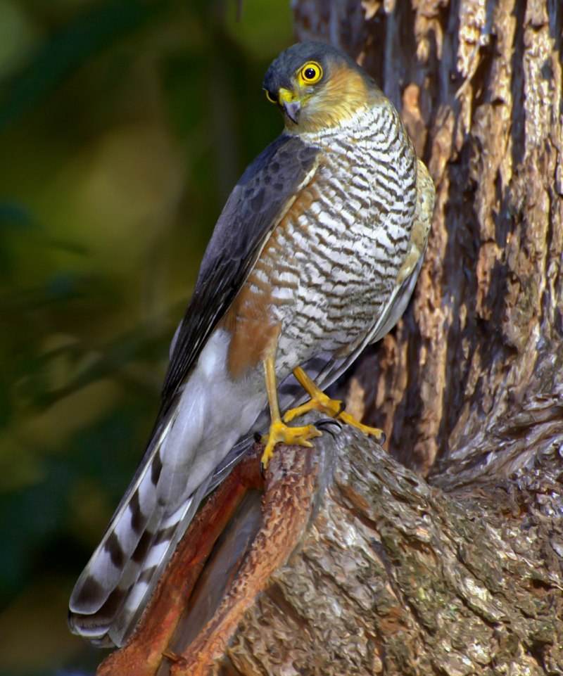 Sharp-Shinned Hawk