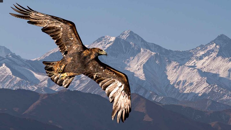 Орел в горах (47 фото)