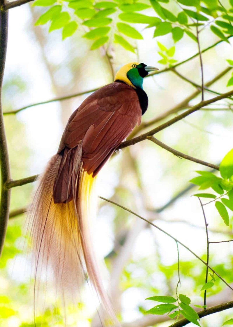 Paradisaea Rudolphi