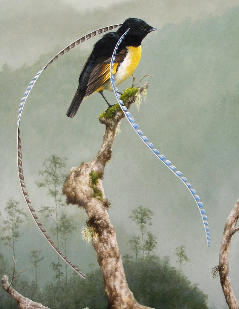 Paradisaea Guilielmi