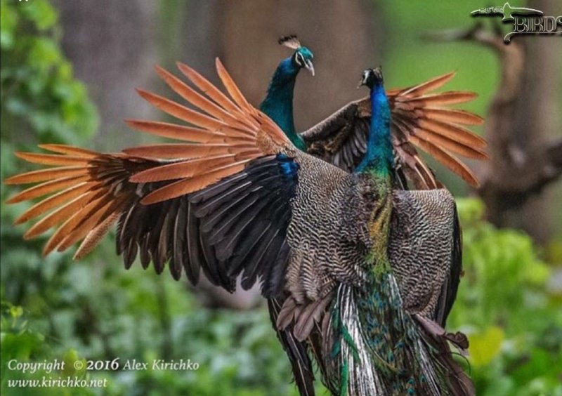Birdorable Bird of Paradise