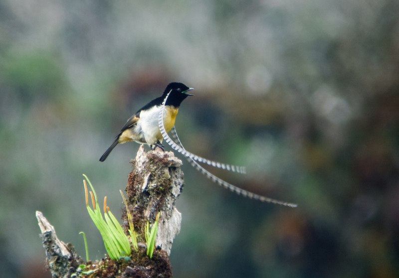 Parotia helenae