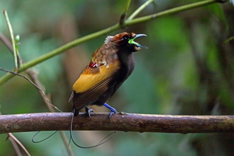 Semioptera wallacii