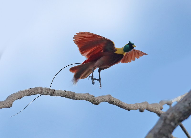 Красная Райская птица paradisaea rubra