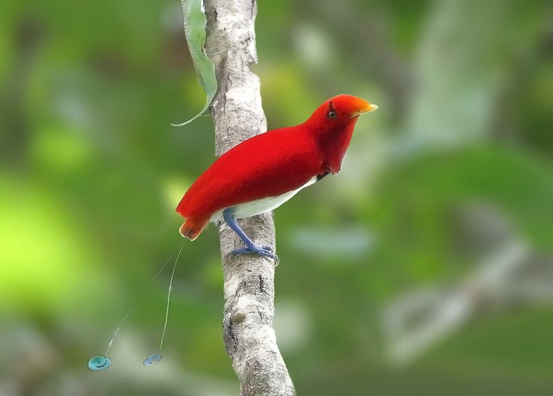 Paradisaea Guilielmi