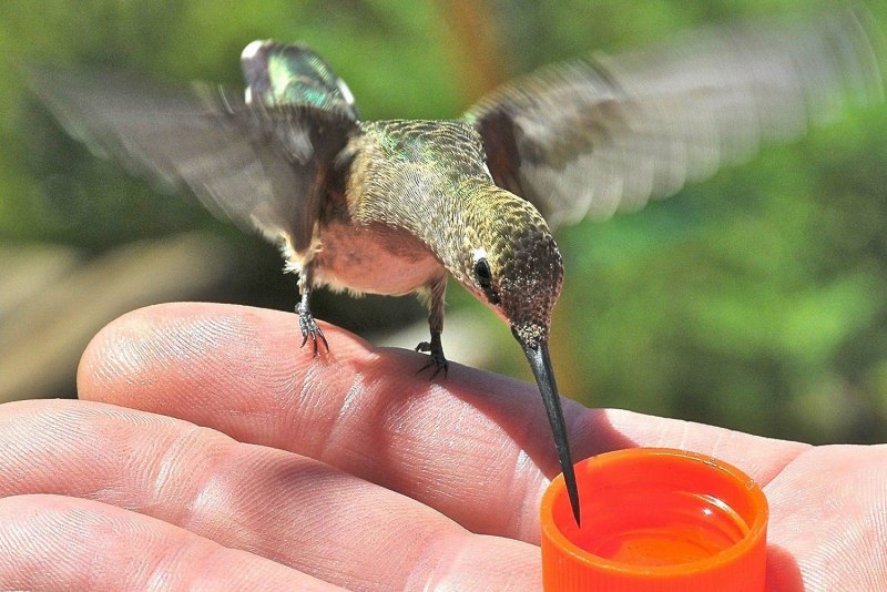 Mellisuga helenae