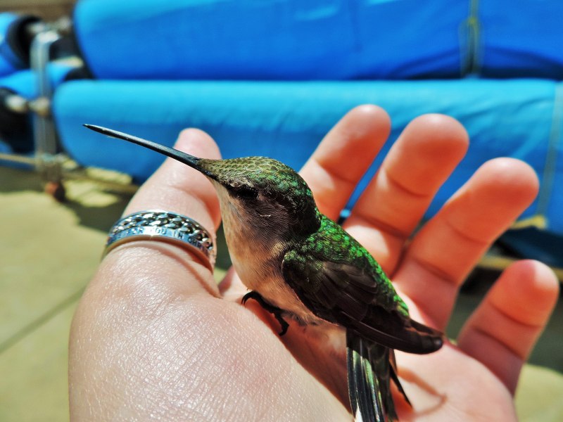 Семейство Колибри (trochilidae)