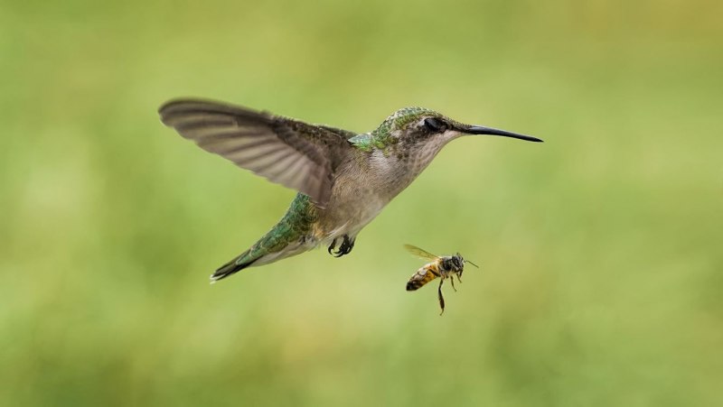 Колибри trochilidae