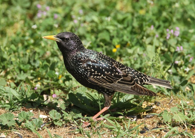 Обыкновенный скворец (Sturnus vulgaris)