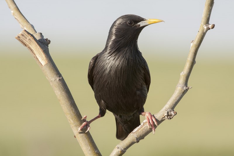 Обыкновенный скворец (Sturnus vulgaris)
