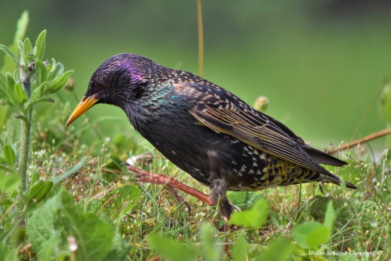 Sturnus vulgaris