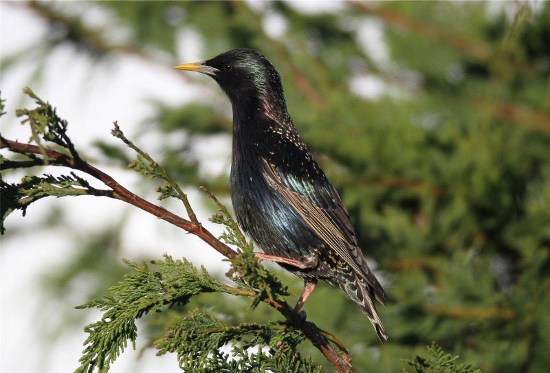 Starling Bird