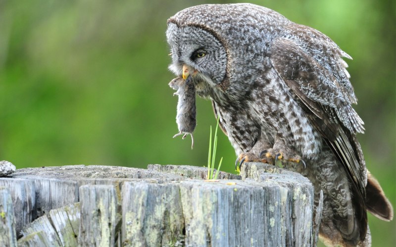 Филин (Bubo Bubo) с детенышем